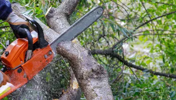 Tree Removal for Cassidy Tree Care in Santa Fe, TN