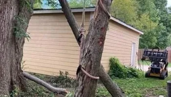 Tree Removal for Village Tree Service in Whitestown, IN