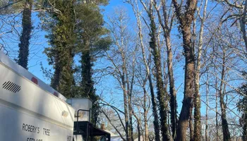 Tree Removal for Robery's Tree Service in West Wareham, MA