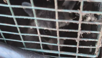 Residential Wildlife Control for Topper's Wildlife Removal in Garland, TX