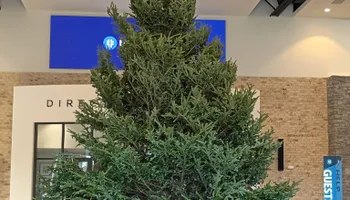 Pinestraw for BAM Another Pinestraw Lot in Flowery Branch, GA