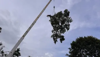 Land Clearing for Mud Creek Vegetation Management in Russellville, AL