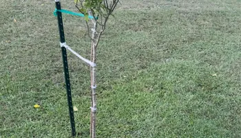 Lawn Maintenance for Legends Lawn Care in Johnson City, TN