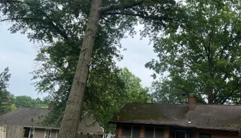 Tree Removal for Down To Earth Tree Service, LLC in Westlake, OH