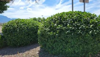 Residential Lawn Maintenance for 2 Brothers Landscaping in Albuquerque, NM