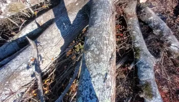 General Handyman Services for Goliath Tree Maintenance and Haul Away in Seneca, SC