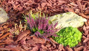 Lawn Mowing and Maintenance for Chief Lawn Care in Lee's Summit, MO