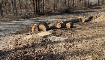 Tree Removal for Meade tree service in Greensboro, NC