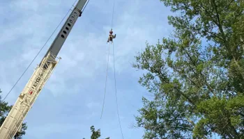 Tree Removal for Highborn Tree Service in Wheatfield, IN