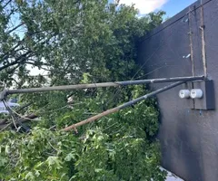 Tree Removal for Allstate Tree Service and Crane in Spring Lake Park, MN