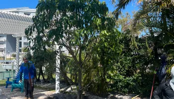 Stump Grinding for Busy Beaver Stump Removal, Inc in Clearwater, FL