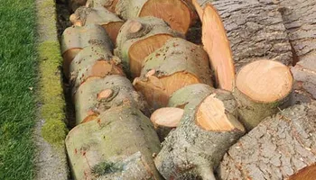 Tree Removal for A&J WA Tree Services in Kent, WA