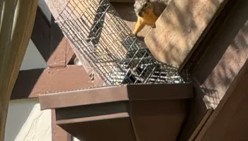 Residential Wildlife Control for The Critter Crew in DFW, TX