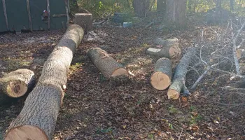 Tree Removal for Kingdom Riderz Hauling And Tree Service in Tar Heel, NC
