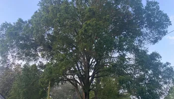 Tree Trimming for Pinedown LLC in Cherokee County, GA