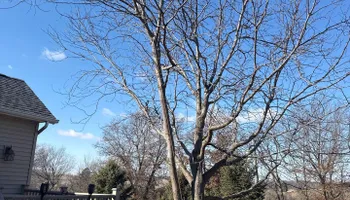 Tree Removal for Fransen's Tree Service  in Freeport, IL