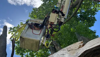 Tree Removal for Hennessey Tree & Landscape LLC in Oxford,  CT 