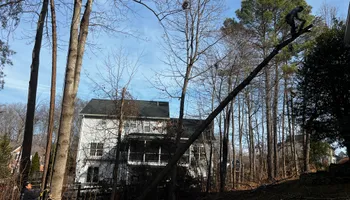 Tree Trimming for DIAZ TREE in Stafford, VA