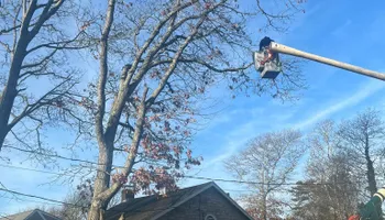 Tree Removal for Native Roots Tree Service in Falmouth, MA