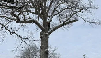 Tree Removal for Smith Tree Experts in Palmyra, VA