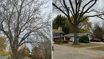 Tree Removal for Fransen's Tree Service  in Freeport, IL
