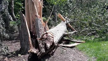 Tree Removal for Mario's Tree Service in Richmond, VA