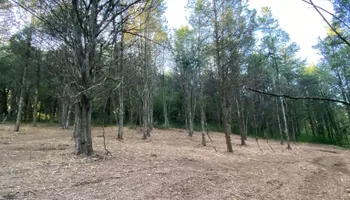 Land Clearing & Demolition for Green Land Management in Mount Pleasant, TN