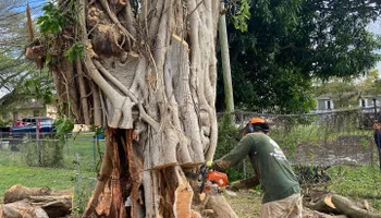 Tree Trimming for Sam's Tree Service in Miami Beach,  FL