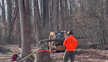 Tree Removal for Hickory Ridge Tree Service in Roxboro, NC