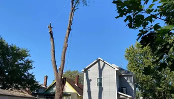 Tree Removal for Houtz Tree Service in Lexington, KY