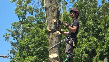 Tree Removal for Down To Earth Tree Service, LLC in Westlake, OH