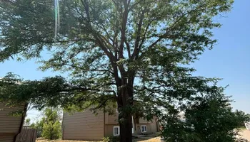 Tree Removal for Graham’s Tree Services in Pierce, CO
