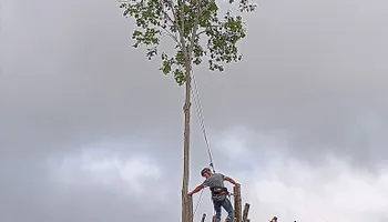 Tree Removal for The Webster Tree Service in Danville, VA