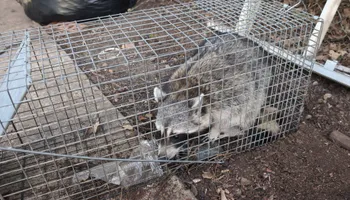 Residential Wildlife Control for Topper's Wildlife Removal in Garland, TX