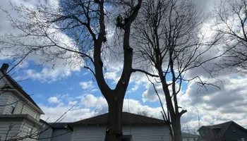 Tree Removal for Licensed to Cut Tree Service in Athens, PA