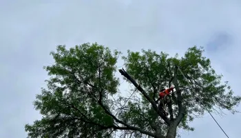 Tree Removal for Z’s Trees LLC in Grey Forest, TX