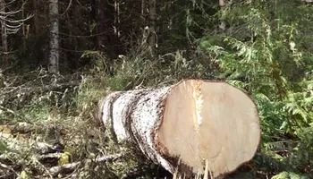 Tree Removal for Ekstedt Tree Services in Troy, MT