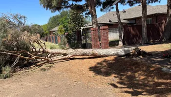 Tree Service for Stone's Tree Services and Landscaping in Midland, TX