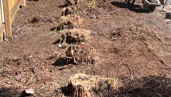 Stump Grinding for Busy Beaver Stump Removal, Inc in Clearwater, FL
