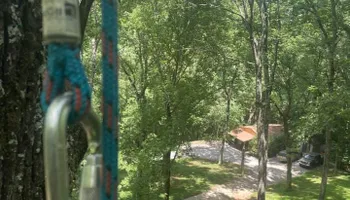 Tree Removal for Tree Fellers in Sumner County, TN