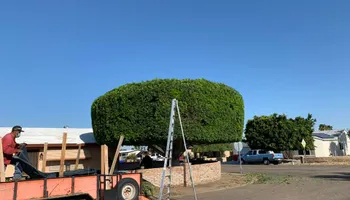 Fall and Spring Clean Up for Oliver L. Palm & Tree services in Yuma, AZ