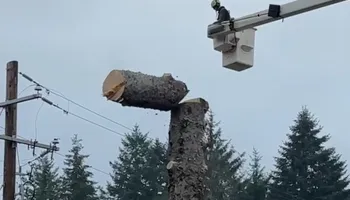 Tree Removal for Ascension Tree Care LLC in Yakima County, WA