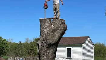 Tree Removal for Mays Tree and Stump Removal in Alden, NY