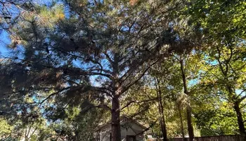 Tree Removal for Cowboys TREE Company in Chesapeake, VA