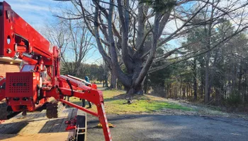 Tree Removal for Smith Tree Experts in Palmyra, VA