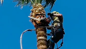 Tree Removal for Johnnys Pro Cutters in Corpus Christi, TX