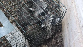 Residential Wildlife Control for Topper's Wildlife Removal in Garland, TX