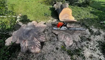 Tree Removal for Outdoor Solutions Of The Glades in Hendry County, FL