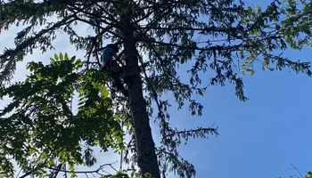 Tree Removal for VA Landgrowth LLC in Lexington, VA