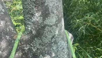 Tree Removal for Tree Fellers in Sumner County, TN